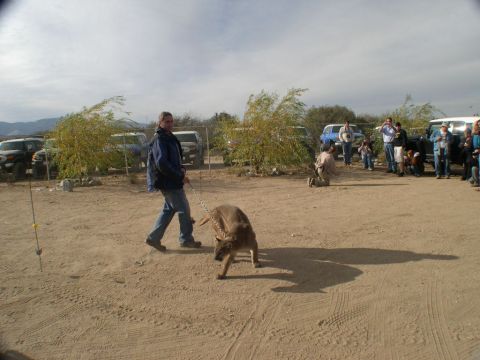 2007 Toyota FJ Cruiser - A group of people observe a man walking a mountain lion on a leash in a desert-like area with several vehicles present.