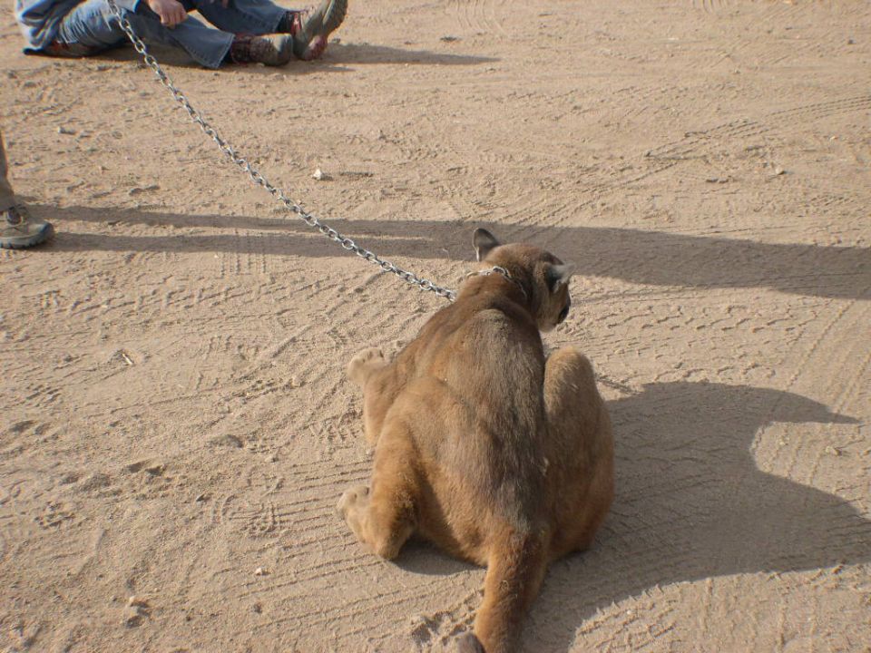 Cougar on a chain in sandy terrain with two people sitting in the background