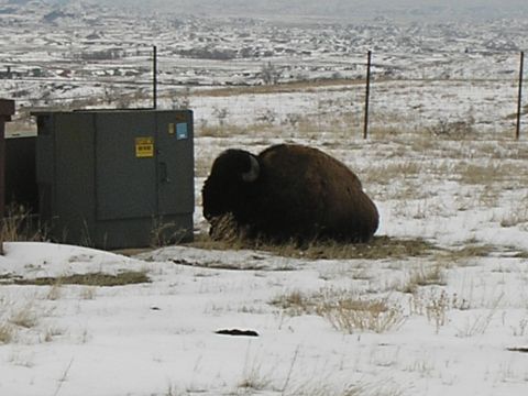 1989 Ford F-250 - A bison rests in a snowy landscape near a utility box, with a distant town visible.