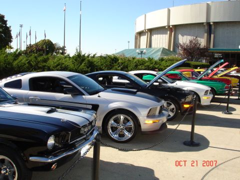 2006 Ford Mustang - Multiple Ford Mustangs displayed outdoors with their hoods open on a sunny day.