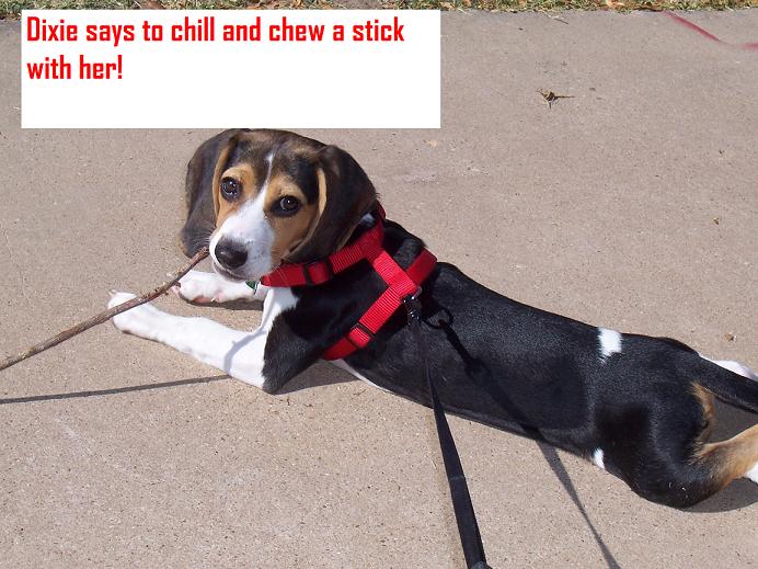 Beagle dog lying down with a stick in its mouth