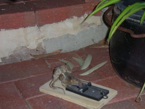 1995 Ford Bronco - A mouse trap with a deceased rodent is visible on a brick patio, next to a large black pot.