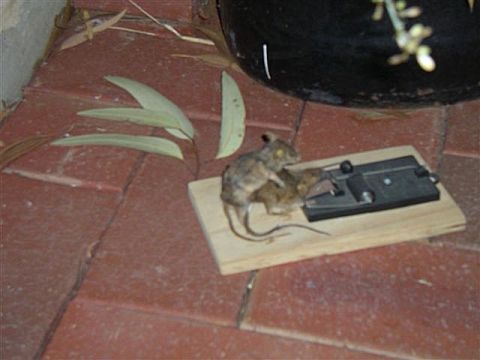 1995 Ford Bronco - A mouse is caught in a mousetrap, with another mouse on top of it.