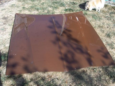 1972 Ford Ranchero - A car hood rests on the grass, reflecting the sky and tree shadows. A small dog investigates the area.
