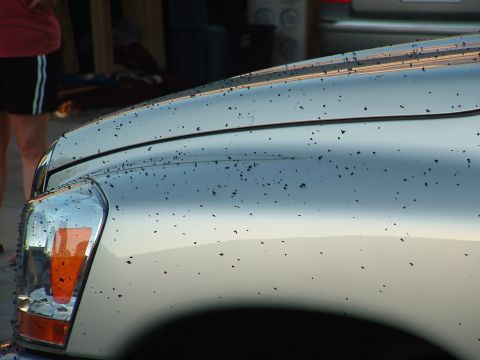 2007 Kawasaki Ninja - This silver SUV's front end is covered in dead insects, likely from recent driving.