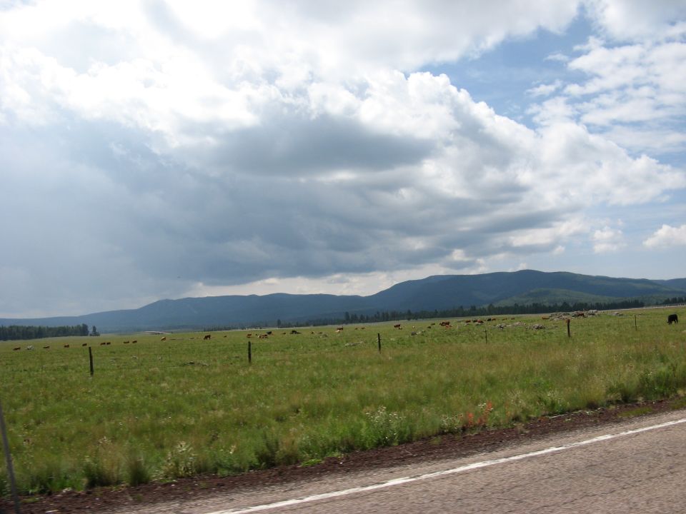 Cows graze in a wide green field under a cloudy sky with distant mountains