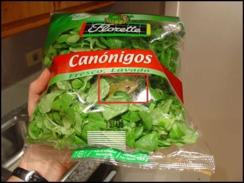 1968 Ford Mustang - A small frog is hidden amongst the fresh, washed lettuce in a clear plastic bag.
