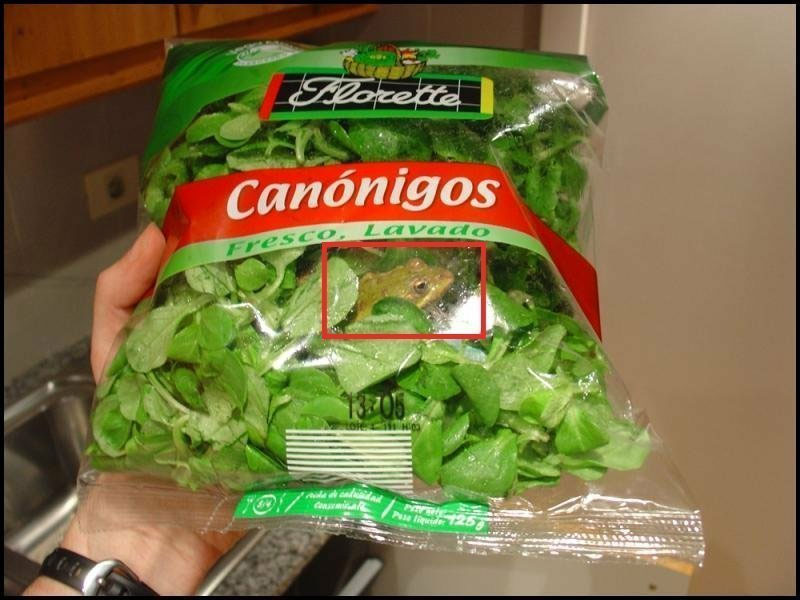 Frog peeking out from a bag of Florette Canónigos lettuce