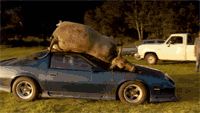 1979 Ford Bronco - A pig is on top of a sports car, with a pickup truck in the background.