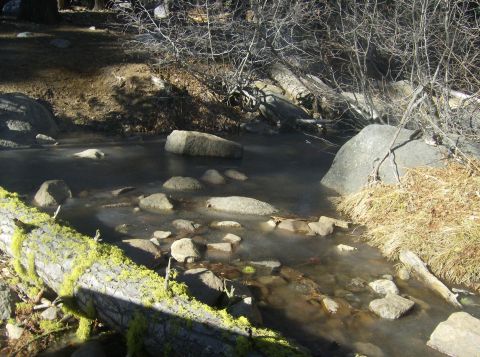 1986 Ford Bronco - A natural scene of a shallow, rocky stream with fallen logs and dry grass on the bank.