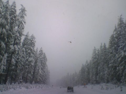 1993 Ford Bronco - A lone SUV navigates a snowy forest road under an overcast sky.