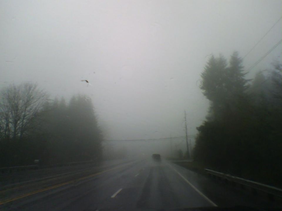 Driving on a wet road through heavy fog with trees on the side and a car in the distance