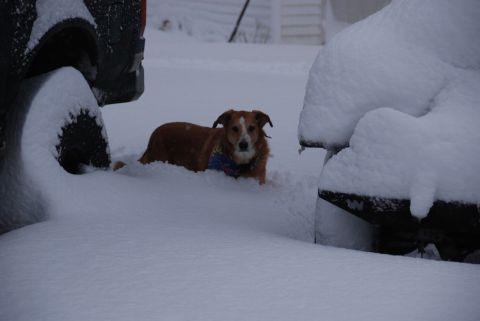 1996 Ford Bronco - A dog sits in the snow between two vehicles during a snowstorm.