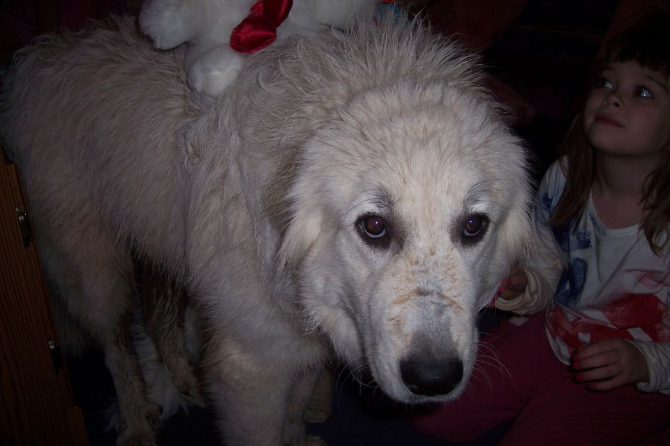 Dog and child with "Supermotors.net" logo