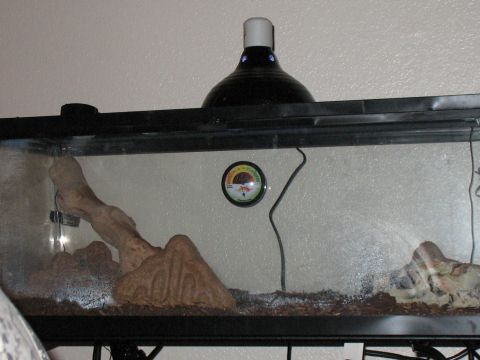2001 Pontiac Trans Am - Terrarium setup includes a heat lamp and a thermometer for environmental control.