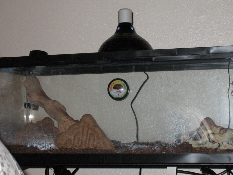 Terrarium setup with a heat lamp, driftwood, and a thermometer showing temperature