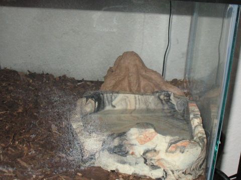 2001 Pontiac Trans Am - This image shows the inside of a terrarium, not a 2001 Pontiac Trans Am.