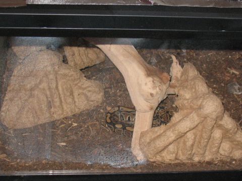 2001 Pontiac Trans Am - A snake is visible within its habitat, which includes naturalistic elements for climbing and hiding.
