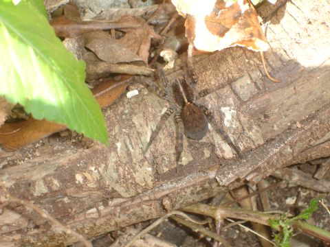 1989 Ford Bronco - Spider on a log with leaves and dirt.