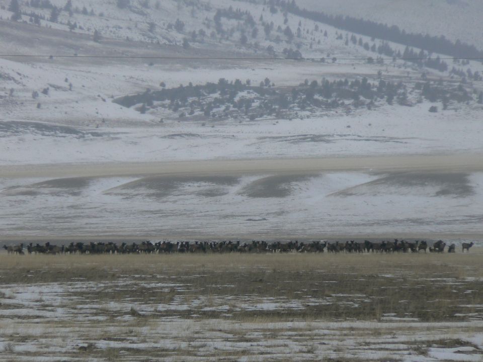 Bunch of elk we saw near Cameron, MT.