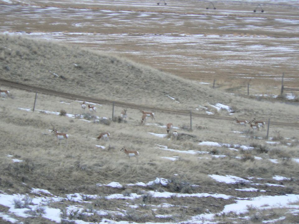 Antelope we saw in Ennis.