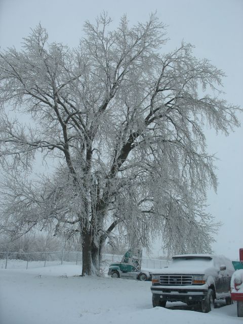 1995 Ford C-350 (Centurion Conversions) - A winter scene with a large, ice-covered tree and several vehicles parked in the snow.