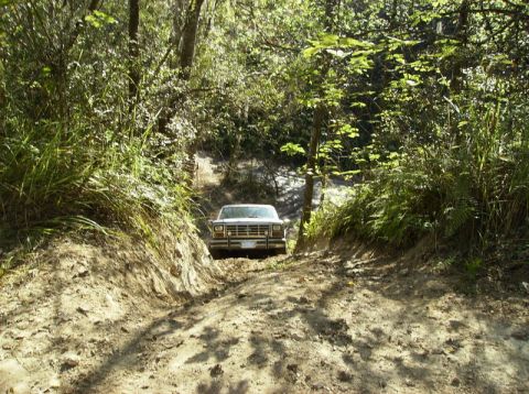 1989 Ford Bronco - A white 1987 Ford Bronco navigates a dirt path surrounded by dense foliage.