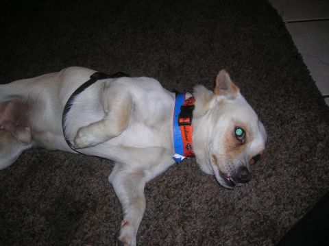 1985 Ford Bronco - Dog resting on a carpeted floor, wearing a collar with visible text.
