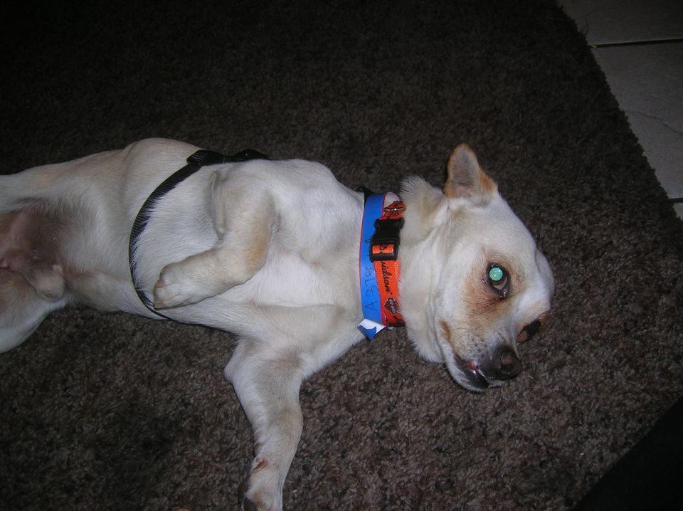 White dog with blue and orange collar lying on a brown rug