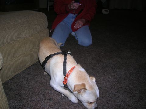 1985 Ford Bronco - A dog wearing a harness is on a carpeted floor, with a person kneeling in the background.