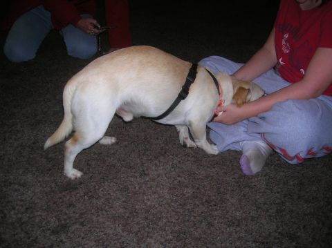 1985 Ford Bronco - A dog is being petted by a person while sitting on a carpeted floor.