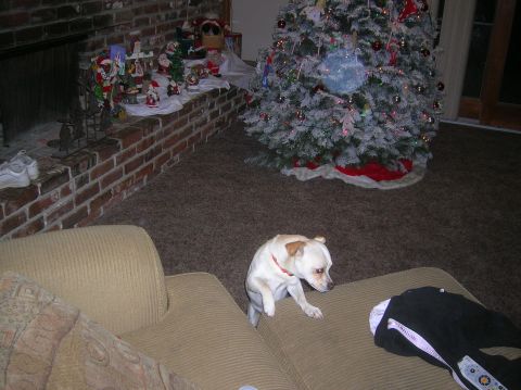 1985 Ford Bronco - Dog curious about something on the couch next to a decorated Christmas tree.