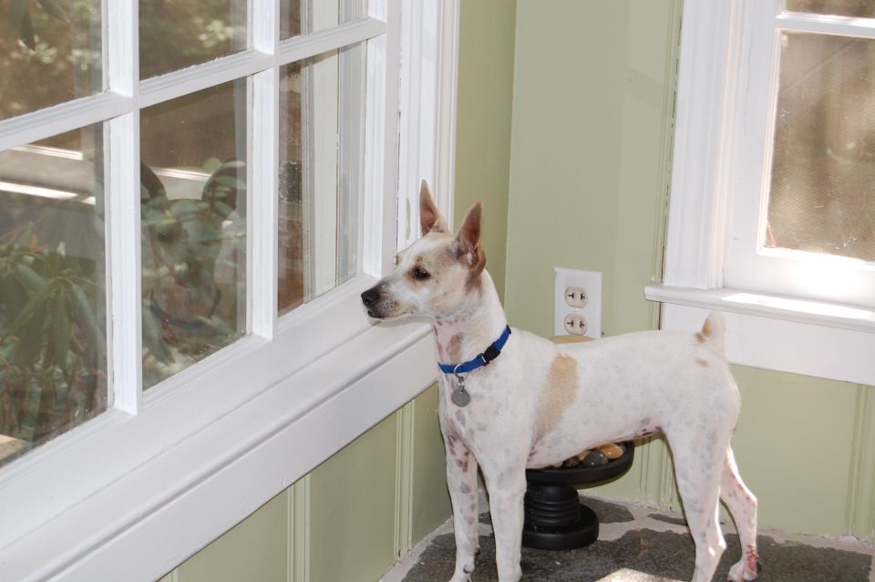 White dog with tan spots and blue collar looks out a window