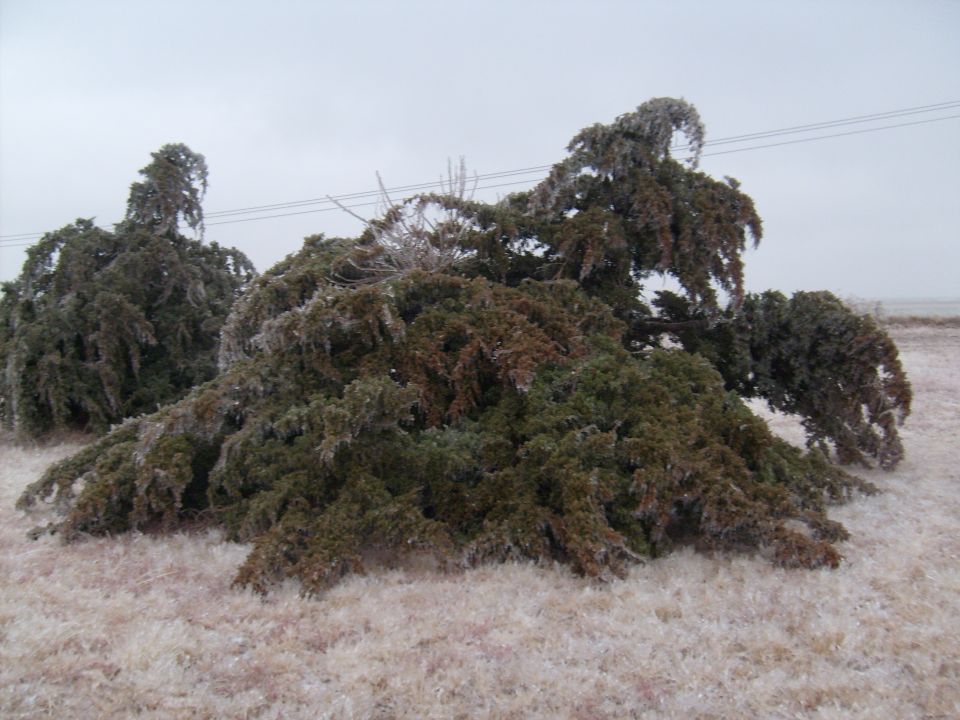 Ice-covered trees bent low to the ground under a cloudy sky