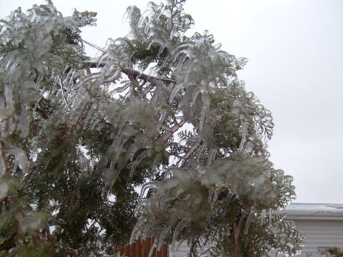 1995 Ford C-350 (Centurion Conversions) - An evergreen tree is encased in ice, with icicles hanging from its branches after a winter storm.