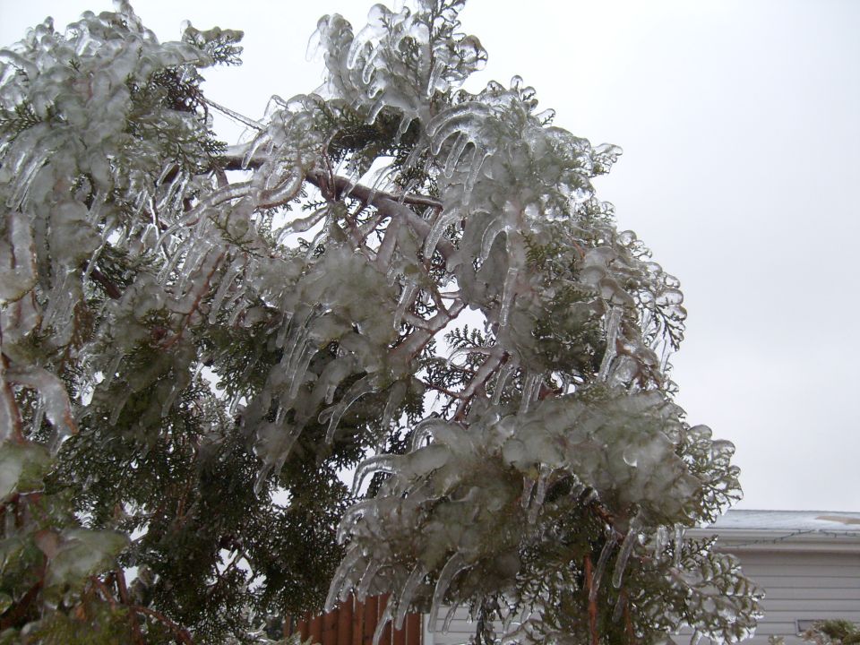 Evergreen tree branches covered in thick ice, with icicles hanging down. Overcast sky