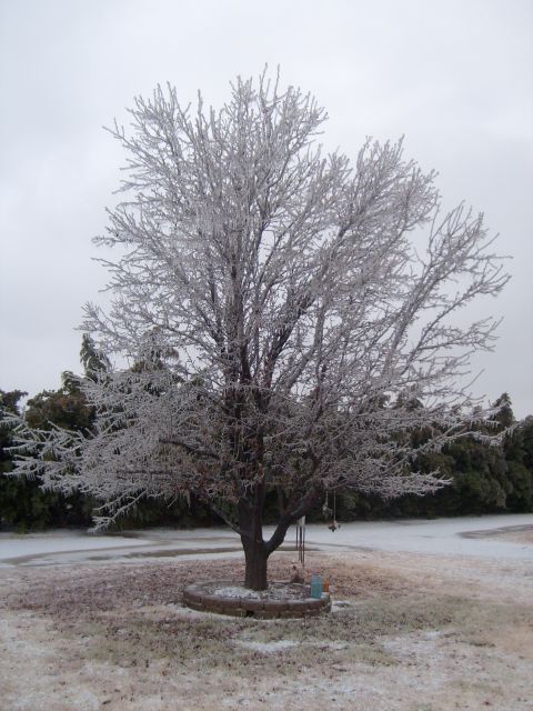 1995 Ford C-350 (Centurion Conversions) - A tree stands covered in ice, with a wintery landscape in the background.