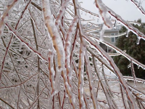 1995 Ford C-350 (Centurion Conversions) - Branches are encased in ice, with a house visible in the background.