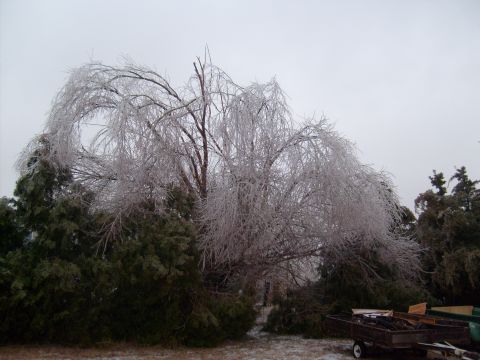 1995 Ford C-350 (Centurion Conversions) - Trees and foliage are heavily coated in ice following an ice storm, with scattered debris visible in the yard.