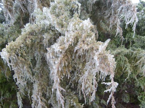 1995 Ford C-350 (Centurion Conversions) - Branches of an evergreen tree are encased in ice, creating a wintery scene.