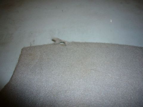 2000 Ford Crown Victoria - Close-up of beige interior carpet showing wear and a small tear.