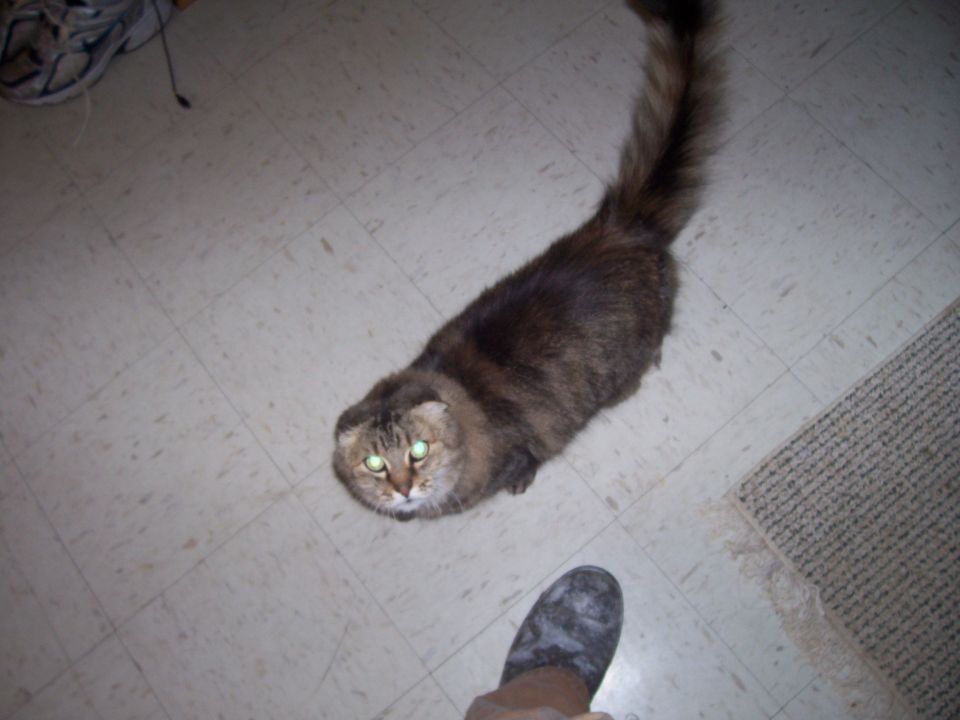 Long-haired brown tabby cat looking up from a tile floor beside a boot and rug