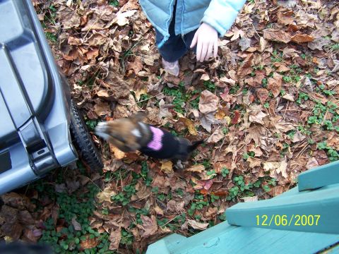 1979 Ford F-150 - A dog interacts with a trash can on a leaf-covered ground, with a date stamp of 12/06/2007 visible.