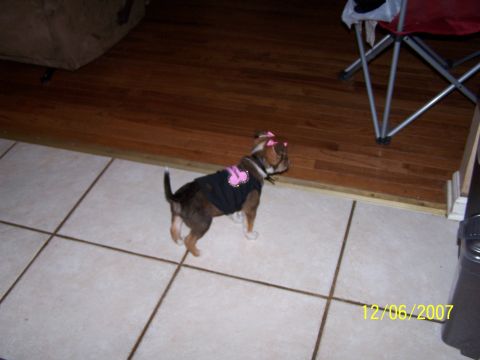 1979 Ford F-150 - A dog adorned with pink bows and a decorative vest stands on a tiled floor, with a date stamp of 12/06/2007 visible.
