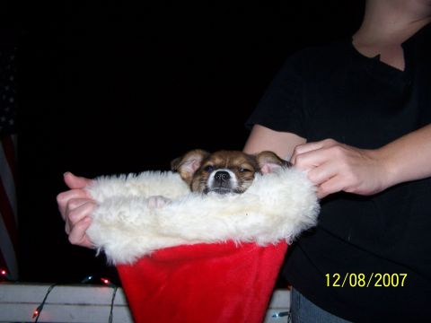 1979 Ford F-150 - Puppy in a Santa hat on December 8, 2007.
