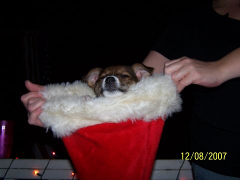 1979 Ford F-150 - A small dog rests comfortably inside a festive Santa hat, with a date stamp of 12/08/2007.