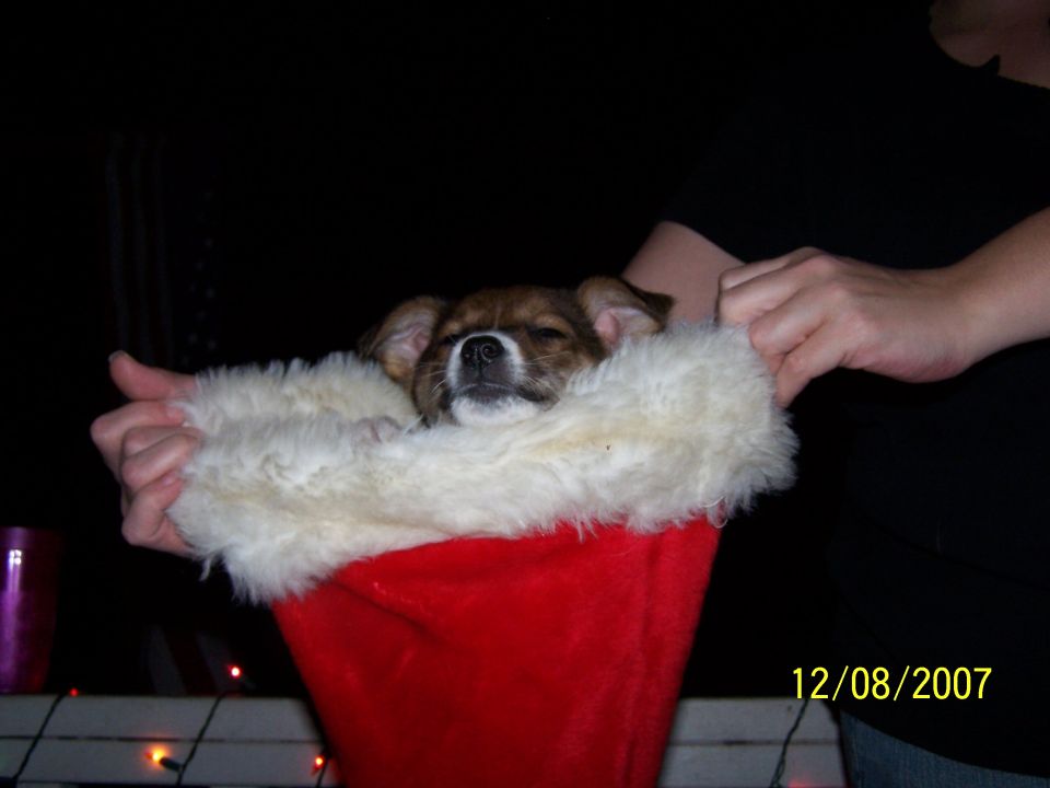 puppy sleeping in a red Santa hat