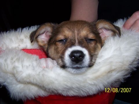 1979 Ford F-150 - A puppy sleeps soundly in a festive Santa hat.