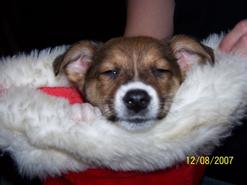 Puppy with closed eyes, brown and white fur, in a red and white Santa hat