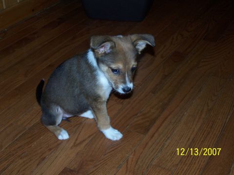 1979 Ford F-150 - A young puppy with brown and white fur sits on a polished wooden floor, with a date stamp indicating December 13, 2007.